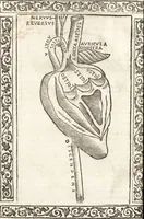 An illustration from Isagogae breues, p[er]lucidȩ ac uberrimȩ, in anatomiã humani corporis a cõmuni medicorũ academia usitatã (1523)
