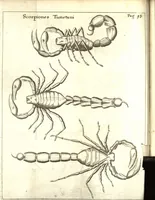 An illustration from Francisci Redi patricii Aretini, Opusculorum pars prior, sive, Experimenta circa generationem insectorum : accedit J. Frid. Lachmund, De ave diomedea dissertatio (1685)