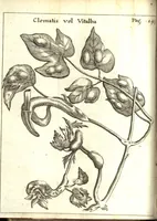 Picture 4 of 61 from Francisci Redi patricii Aretini, Opusculorum pars prior, sive, Experimenta circa generationem insectorum : accedit J. Frid. Lachmund, De ave diomedea dissertatio (1685), leaf 163