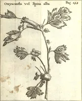 Picture 5 of 61 from Francisci Redi patricii Aretini, Opusculorum pars prior, sive, Experimenta circa generationem insectorum : accedit J. Frid. Lachmund, De ave diomedea dissertatio (1685), leaf 165