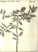 Picture 6 of 61 from Francisci Redi patricii Aretini, Opusculorum pars prior, sive, Experimenta circa generationem insectorum : accedit J. Frid. Lachmund, De ave diomedea dissertatio (1685), leaf 166