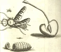 Picture 8 of 61 from Francisci Redi patricii Aretini, Opusculorum pars prior, sive, Experimenta circa generationem insectorum : accedit J. Frid. Lachmund, De ave diomedea dissertatio (1685), leaf 198