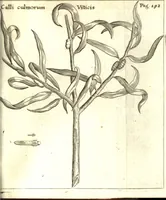 An illustration from Francisci Redi patricii Aretini, Opusculorum pars prior, sive, Experimenta circa generationem insectorum : accedit J. Frid. Lachmund, De ave diomedea dissertatio (1685)