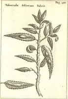 Picture 10 of 61 from Francisci Redi patricii Aretini, Opusculorum pars prior, sive, Experimenta circa generationem insectorum : accedit J. Frid. Lachmund, De ave diomedea dissertatio (1685), leaf 222