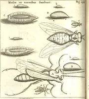 An illustration from Francisci Redi patricii Aretini, Opusculorum pars prior, sive, Experimenta circa generationem insectorum : accedit J. Frid. Lachmund, De ave diomedea dissertatio (1685)