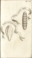 Picture 12 of 61 from Francisci Redi patricii Aretini, Opusculorum pars prior, sive, Experimenta circa generationem insectorum : accedit J. Frid. Lachmund, De ave diomedea dissertatio (1685), leaf 230