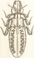 An illustration from Francisci Redi patricii Aretini, Opusculorum pars prior, sive, Experimenta circa generationem insectorum : accedit J. Frid. Lachmund, De ave diomedea dissertatio (1685)