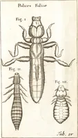 Picture 16 of 61 from Francisci Redi patricii Aretini, Opusculorum pars prior, sive, Experimenta circa generationem insectorum : accedit J. Frid. Lachmund, De ave diomedea dissertatio (1685), leaf 258
