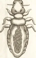 An illustration from Francisci Redi patricii Aretini, Opusculorum pars prior, sive, Experimenta circa generationem insectorum : accedit J. Frid. Lachmund, De ave diomedea dissertatio (1685)
