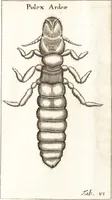 Picture 18 of 61 from Francisci Redi patricii Aretini, Opusculorum pars prior, sive, Experimenta circa generationem insectorum : accedit J. Frid. Lachmund, De ave diomedea dissertatio (1685), leaf 262