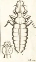 Picture 20 of 61 from Francisci Redi patricii Aretini, Opusculorum pars prior, sive, Experimenta circa generationem insectorum : accedit J. Frid. Lachmund, De ave diomedea dissertatio (1685), leaf 266