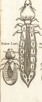 An illustration from Francisci Redi patricii Aretini, Opusculorum pars prior, sive, Experimenta circa generationem insectorum : accedit J. Frid. Lachmund, De ave diomedea dissertatio (1685)