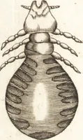 An illustration from Francisci Redi patricii Aretini, Opusculorum pars prior, sive, Experimenta circa generationem insectorum : accedit J. Frid. Lachmund, De ave diomedea dissertatio (1685)