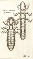 Picture 23 of 61 from Francisci Redi patricii Aretini, Opusculorum pars prior, sive, Experimenta circa generationem insectorum : accedit J. Frid. Lachmund, De ave diomedea dissertatio (1685), leaf 270