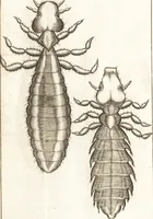 An illustration from Francisci Redi patricii Aretini, Opusculorum pars prior, sive, Experimenta circa generationem insectorum : accedit J. Frid. Lachmund, De ave diomedea dissertatio (1685)