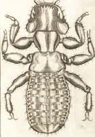 An illustration from Francisci Redi patricii Aretini, Opusculorum pars prior, sive, Experimenta circa generationem insectorum : accedit J. Frid. Lachmund, De ave diomedea dissertatio (1685)