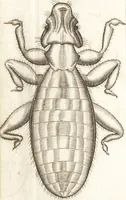An illustration from Francisci Redi patricii Aretini, Opusculorum pars prior, sive, Experimenta circa generationem insectorum : accedit J. Frid. Lachmund, De ave diomedea dissertatio (1685)