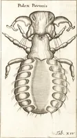 Picture 27 of 61 from Francisci Redi patricii Aretini, Opusculorum pars prior, sive, Experimenta circa generationem insectorum : accedit J. Frid. Lachmund, De ave diomedea dissertatio (1685), leaf 278