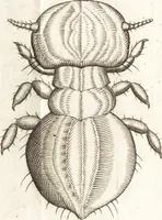 An illustration from Francisci Redi patricii Aretini, Opusculorum pars prior, sive, Experimenta circa generationem insectorum : accedit J. Frid. Lachmund, De ave diomedea dissertatio (1685)