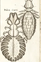 Picture 29 of 61 from Francisci Redi patricii Aretini, Opusculorum pars prior, sive, Experimenta circa generationem insectorum : accedit J. Frid. Lachmund, De ave diomedea dissertatio (1685), leaf 282
