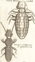 An illustration from Francisci Redi patricii Aretini, Opusculorum pars prior, sive, Experimenta circa generationem insectorum : accedit J. Frid. Lachmund, De ave diomedea dissertatio (1685)
