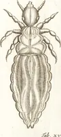 Picture 31 of 61 from Francisci Redi patricii Aretini, Opusculorum pars prior, sive, Experimenta circa generationem insectorum : accedit J. Frid. Lachmund, De ave diomedea dissertatio (1685), leaf 286
