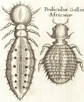 Picture 34 of 61 from Francisci Redi patricii Aretini, Opusculorum pars prior, sive, Experimenta circa generationem insectorum : accedit J. Frid. Lachmund, De ave diomedea dissertatio (1685), leaf 294