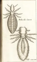 An illustration from Francisci Redi patricii Aretini, Opusculorum pars prior, sive, Experimenta circa generationem insectorum : accedit J. Frid. Lachmund, De ave diomedea dissertatio (1685)