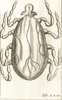 An illustration from Francisci Redi patricii Aretini, Opusculorum pars prior, sive, Experimenta circa generationem insectorum : accedit J. Frid. Lachmund, De ave diomedea dissertatio (1685)