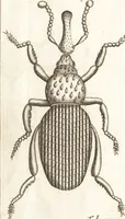 An illustration from Francisci Redi patricii Aretini, Opusculorum pars prior, sive, Experimenta circa generationem insectorum : accedit J. Frid. Lachmund, De ave diomedea dissertatio (1685)