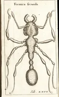 An illustration from Francisci Redi patricii Aretini, Opusculorum pars prior, sive, Experimenta circa generationem insectorum : accedit J. Frid. Lachmund, De ave diomedea dissertatio (1685)