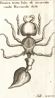 An illustration from Francisci Redi patricii Aretini, Opusculorum pars prior, sive, Experimenta circa generationem insectorum : accedit J. Frid. Lachmund, De ave diomedea dissertatio (1685)