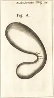 An illustration from Francisci Redi patricii Aretini, Opusculorum pars prior, sive, Experimenta circa generationem insectorum : accedit J. Frid. Lachmund, De ave diomedea dissertatio (1685)