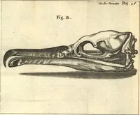 An illustration from Francisci Redi patricii Aretini, Opusculorum pars prior, sive, Experimenta circa generationem insectorum : accedit J. Frid. Lachmund, De ave diomedea dissertatio (1685)