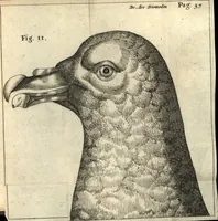 An illustration from Francisci Redi patricii Aretini, Opusculorum pars prior, sive, Experimenta circa generationem insectorum : accedit J. Frid. Lachmund, De ave diomedea dissertatio (1685)
