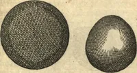 An illustration from Francisci Redi patricii Aretini, Opusculorum pars prior, sive, Experimenta circa generationem insectorum : accedit J. Frid. Lachmund, De ave diomedea dissertatio (1685)