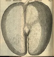 Picture 45 of 61 from Francisci Redi patricii Aretini, Opusculorum pars prior, sive, Experimenta circa generationem insectorum : accedit J. Frid. Lachmund, De ave diomedea dissertatio (1685), leaf 419