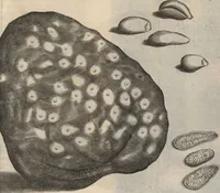 An illustration from Francisci Redi patricii Aretini, Opusculorum pars prior, sive, Experimenta circa generationem insectorum : accedit J. Frid. Lachmund, De ave diomedea dissertatio (1685)
