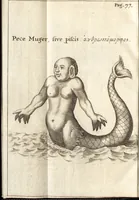 An illustration from Francisci Redi patricii Aretini, Opusculorum pars prior, sive, Experimenta circa generationem insectorum : accedit J. Frid. Lachmund, De ave diomedea dissertatio (1685)