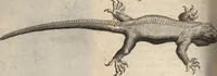 An illustration from Francisci Redi patricii Aretini, Opusculorum pars prior, sive, Experimenta circa generationem insectorum : accedit J. Frid. Lachmund, De ave diomedea dissertatio (1685)