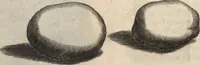 An illustration from Francisci Redi patricii Aretini, Opusculorum pars prior, sive, Experimenta circa generationem insectorum : accedit J. Frid. Lachmund, De ave diomedea dissertatio (1685)