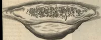 Picture 55 of 61 from Francisci Redi patricii Aretini, Opusculorum pars prior, sive, Experimenta circa generationem insectorum : accedit J. Frid. Lachmund, De ave diomedea dissertatio (1685), leaf 530