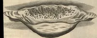 Picture 56 of 61 from Francisci Redi patricii Aretini, Opusculorum pars prior, sive, Experimenta circa generationem insectorum : accedit J. Frid. Lachmund, De ave diomedea dissertatio (1685), leaf 530