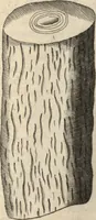 An illustration from Francisci Redi patricii Aretini, Opusculorum pars prior, sive, Experimenta circa generationem insectorum : accedit J. Frid. Lachmund, De ave diomedea dissertatio (1685)