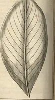 An illustration from Francisci Redi patricii Aretini, Opusculorum pars prior, sive, Experimenta circa generationem insectorum : accedit J. Frid. Lachmund, De ave diomedea dissertatio (1685)