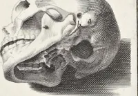 An illustration from Anatomia per uso et intelligenza del disegno; ricercata non solo su gl'ossi e muscoli del corpo humano, ma dimostrata ancora su le statue antiche più insigni di Roma; (1691)