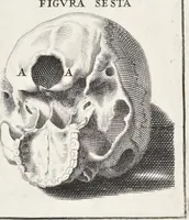 An illustration from Anatomia per uso et intelligenza del disegno; ricercata non solo su gl'ossi e muscoli del corpo humano, ma dimostrata ancora su le statue antiche più insigni di Roma; (1691)