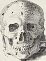 An illustration from Anatomia per uso et intelligenza del disegno; ricercata non solo su gl'ossi e muscoli del corpo humano, ma dimostrata ancora su le statue antiche più insigni di Roma; (1691)