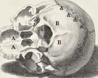 Picture 5 of 52 from Anatomia per uso et intelligenza del disegno; ricercata non solo su gl'ossi e muscoli del corpo humano, ma dimostrata ancora su le statue antiche più insigni di Roma; (1691), leaf 10