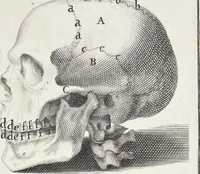 An illustration from Anatomia per uso et intelligenza del disegno; ricercata non solo su gl'ossi e muscoli del corpo humano, ma dimostrata ancora su le statue antiche più insigni di Roma; (1691)